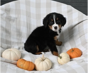 Bernese Mountain Dog Puppy for sale in SUGARCREEK, OH, USA