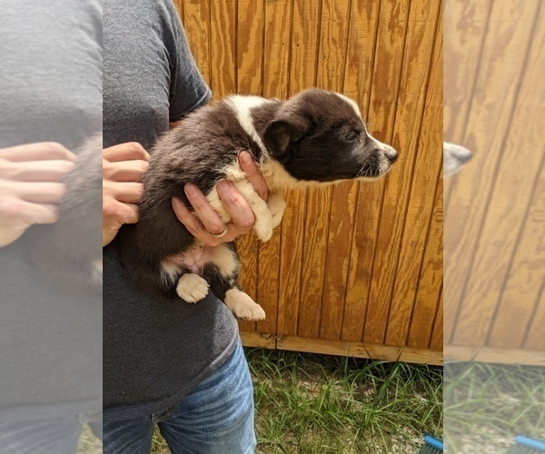 Medium Photo #3 Pembroke Welsh Corgi Puppy For Sale in SPENCER, TN, USA