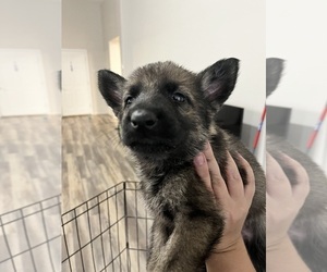 German Shepherd Dog Puppy for sale in EL MIRAGE, AZ, USA