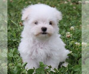 Maltese Puppy for sale in GREENVILLE, PA, USA