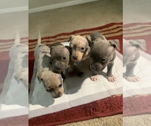 American Bully Litter for sale in WINSTON SALEM, NC, USA
