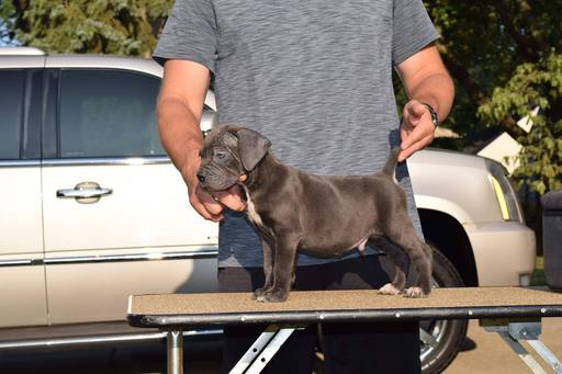 Medium Photo #1 Cane Corso Puppy For Sale in AKRON, OH, USA