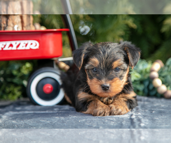 Medium Photo #3 Yorkshire Terrier Puppy For Sale in KIRKWOOD, PA, USA