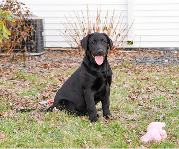Medium Photo #7 Labrador Retriever Puppy For Sale in SYRACUSE, IN, USA