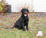 Small #6 Labrador Retriever