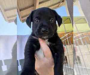 Mutt Dogs for adoption in San Diego, CA, USA