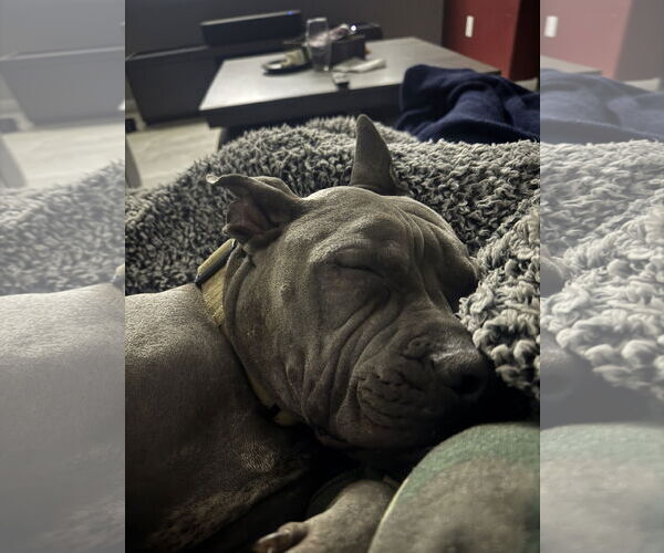 Medium Photo #2 American Pit Bull Terrier-Unknown Mix Puppy For Sale in Queen Creek, AZ, USA