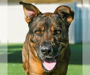 German Shepherd Dog Dogs for adoption in Camarillo, CA, USA