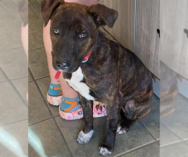 Medium Photo #1 American Staffordshire Terrier-Unknown Mix Puppy For Sale in San Antonio, TX, USA