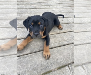 Rottweiler Puppy for sale in MOLALLA, OR, USA