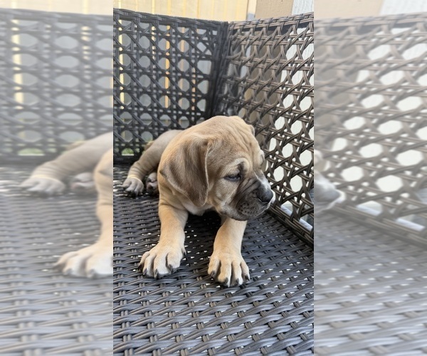 Medium Photo #6 Cane Corso-Mastiff Mix Puppy For Sale in NEW CANEY, TX, USA