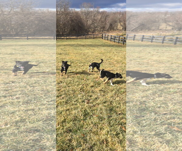 Medium Photo #6 German Shepherd Dog Puppy For Sale in Centreville, VA, USA