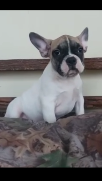 Medium Photo #1 French Bulldog Puppy For Sale in EAST HAVEN, CT, USA
