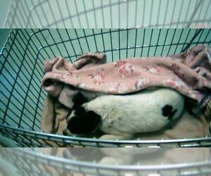 Texas Heeler-Unknown Mix Dogs for adoption in Tulsa, OK, USA