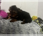 Small #2 Yorkshire Terrier