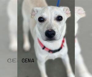 Mutt Dogs for adoption in Evansville, IN, USA