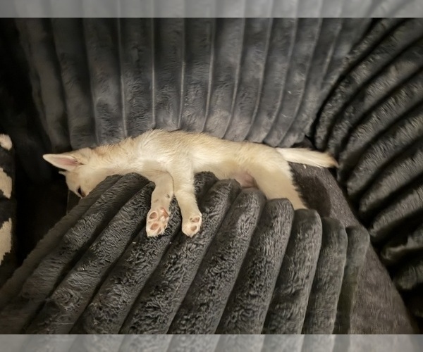 Medium Photo #127 Pomsky Puppy For Sale in LOVELAND, CO, USA