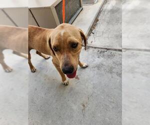 Labrador Retriever-Unknown Mix Dogs for adoption in Temple, TX, USA