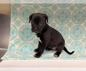 Mutt Dogs for adoption in HESPERIA, CA, USA