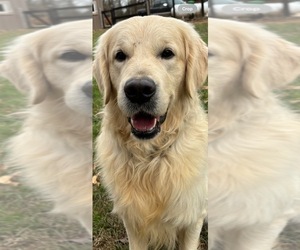 Father of the English Cream Golden Retriever puppies born on 02/10/2025