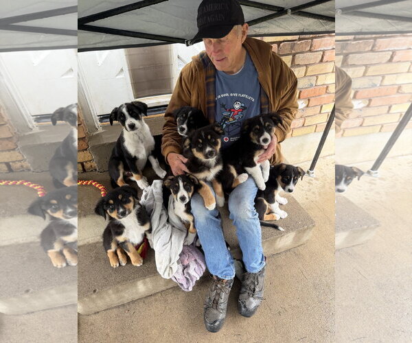 Medium Photo #5 Border Collie-Unknown Mix Puppy For Sale in Sandy, UT, USA
