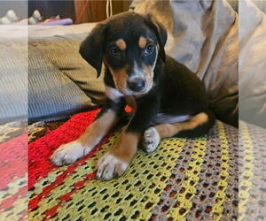 Labbe Dogs for adoption in Chester, VA, USA