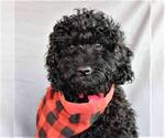 Small Photo #3 Goldendoodle-Poodle (Miniature) Mix Puppy For Sale in HOLDEN, MO, USA