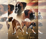 Small Photo #1 Boxer Puppy For Sale in AFTON, WY, USA