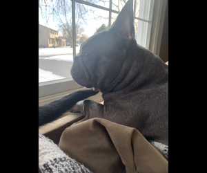 French Bulldog Puppy for sale in BREWERTON, NY, USA