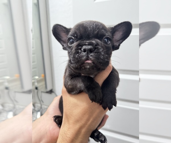 Medium Photo #9 French Bulldog Puppy For Sale in LAVEEN, AZ, USA