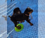 Small Photo #15 Rottweiler Puppy For Sale in DES MOINES, IA, USA