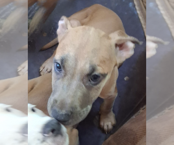Medium Photo #3 Catahoula Leopard Dog-Unknown Mix Puppy For Sale in Decatur, GA, USA