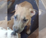 Small #2 Catahoula Leopard Dog Mix
