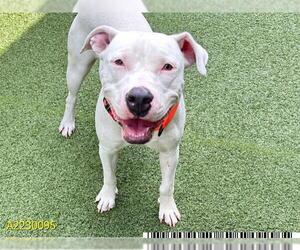 Dogo Argentino Dogs for adoption in West Palm Beach, FL, USA