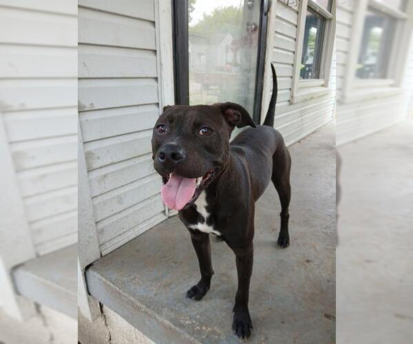 Medium Photo #2 American Pit Bull Terrier Puppy For Sale in Louisville, KY, USA