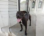 Small #1 American Pit Bull Terrier