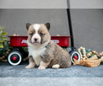 Small #1 Pembroke Welsh Corgi