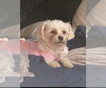 Small Photo #1 Mal-Shi Puppy For Sale in YUCAIPA, CA, USA