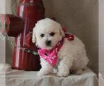 Small Photo #1 Poochon Puppy For Sale in ORO VALLEY, AZ, USA