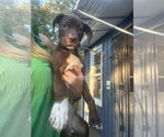 Small #3 American Pit Bull Terrier-Chocolate Labrador retriever Mix