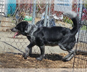 Bluey - Male Mutt Dog for Adoption - Photo #7