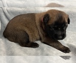 Puppy 2 Belgian Malinois