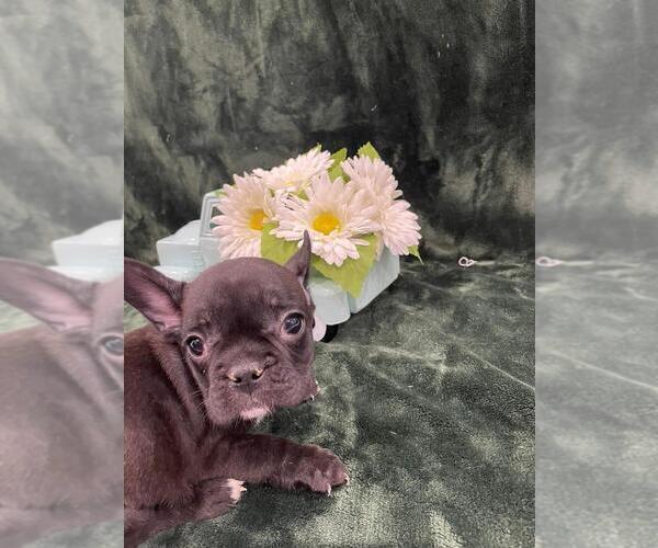 Medium Photo #5 French Bulldog Puppy For Sale in CHARLESTON, SC, USA