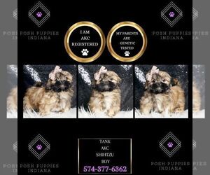 Shih Tzu Puppy for sale in WARSAW, IN, USA