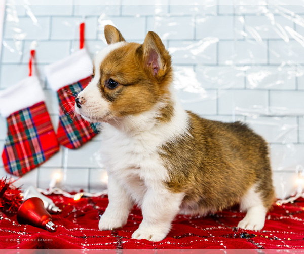Medium Photo #42 Cardigan Welsh Corgi Puppy For Sale in WAKARUSA, IN, USA