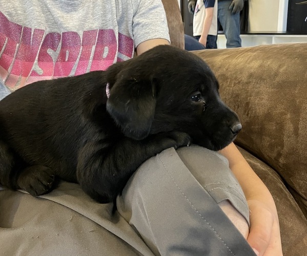 Medium Photo #1 Labrador Retriever Puppy For Sale in DELTA, CO, USA