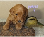 Puppy 4 Labradoodle