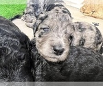 Small Photo #8 Aussiedoodle-Goldendoodle Mix Puppy For Sale in ETOWAH, TN, USA