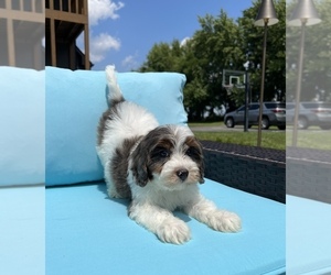 Cavapoo Puppy for sale in FRANKLIN, IN, USA