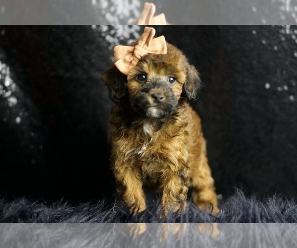 Medium Photo #4 Poodle (Toy) Puppy For Sale in WARSAW, IN, USA